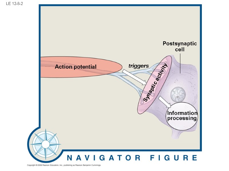 LE 12-8-2 Action potential Postsynaptic cell Information processing  triggers Synaptic activity